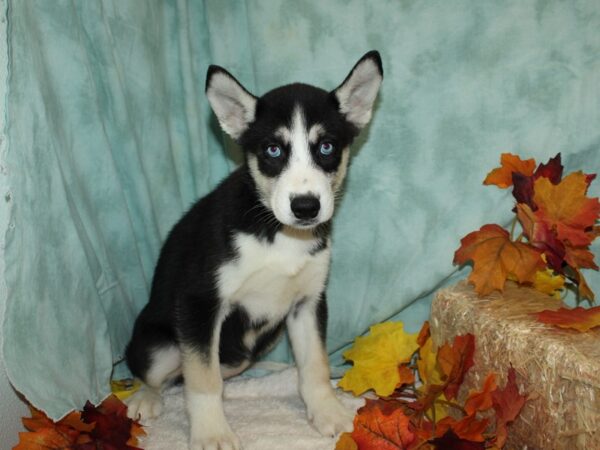 Siberian Husky DOG Female Black & white 9521 Petland Rome, Georgia