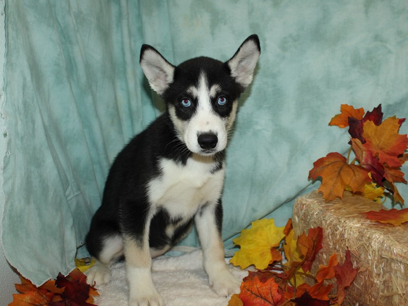 Siberian HuskyDOGFemaleBlack & white3798219Petland Rome