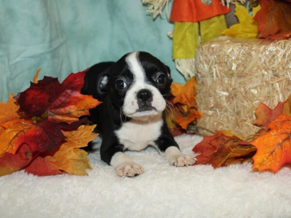 Boston Terrier DOG Female Black & white 9522 Petland Rome, Georgia