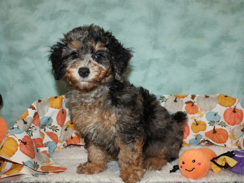 Poodle Mini-Male-Blue Merle / Tan-3841485-Petland Rome