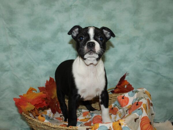 Boston Terrier-DOG-Female-Black and White-20594-Petland Rome, Georgia