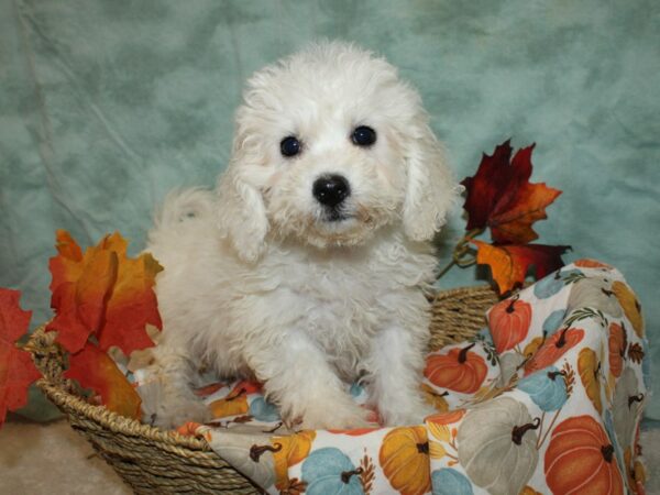 Bichon Frise-Dog-Female-White-20593-Petland Rome, Georgia