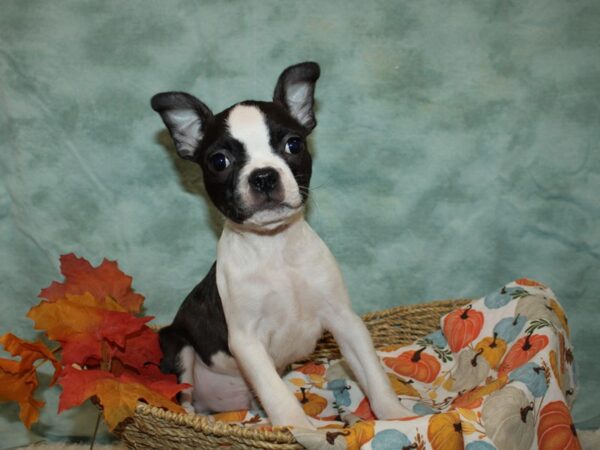 Boston Terrier DOG Male Black and White 9549 Petland Rome, Georgia