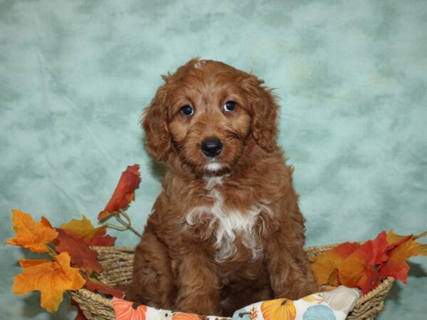 Bernedoodle F1B DOG Female Red 9557 Petland Rome, Georgia