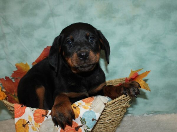 Rottweiler-DOG-Female-Black / Tan-9555-Petland Rome, Georgia