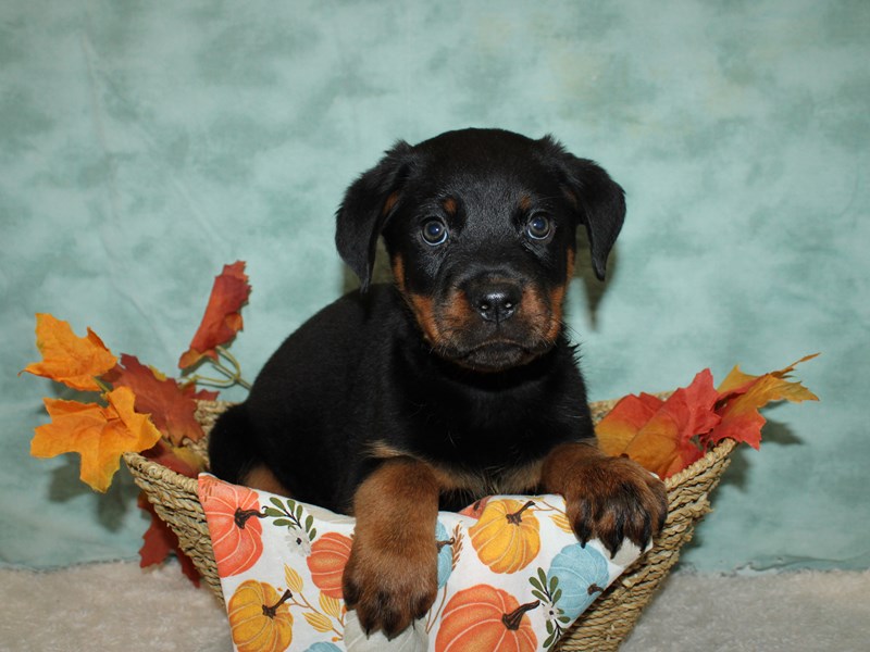 Rottweiler-Male-Blk & Tan-3852369-Petland Rome