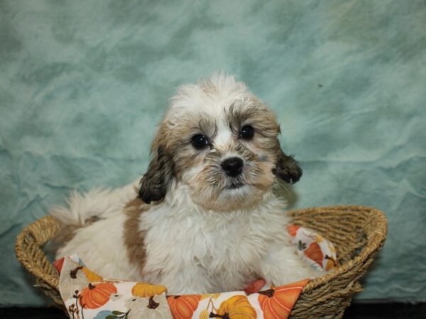 Teddy Bear DOG Female Gold and White 9558 Petland Rome, Georgia