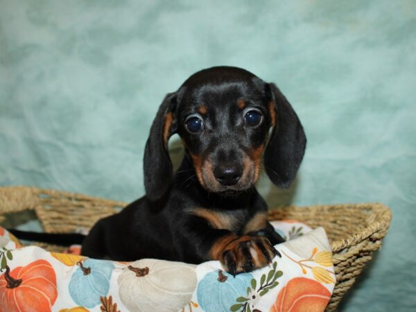 Dachshund Dog Female Black and Tan 9562 Petland Rome, Georgia