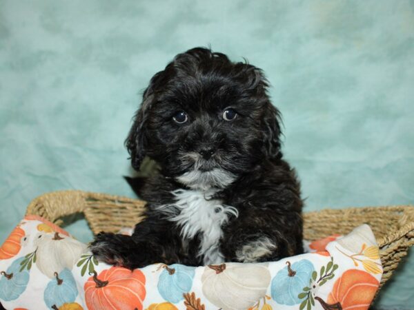 Lhasa Poo DOG Male Grizzle 9559 Petland Rome, Georgia