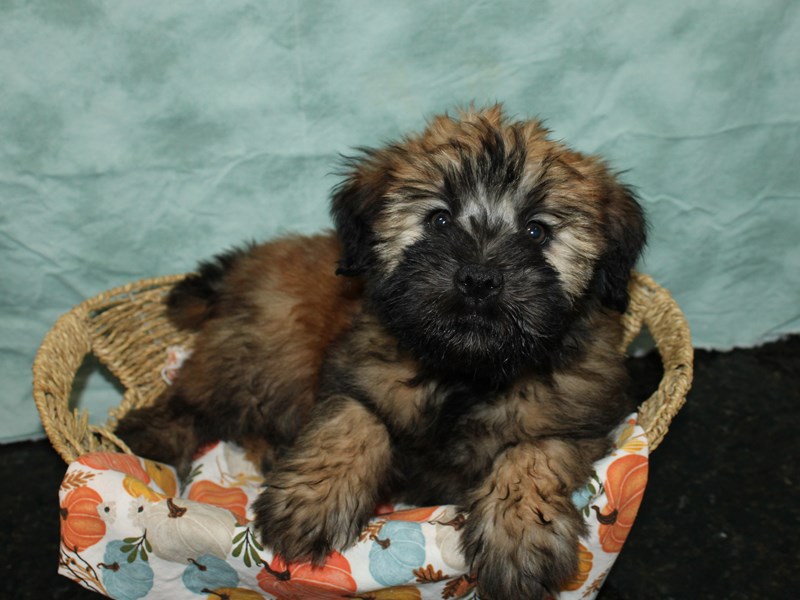 Soft Coated Wheaten Terrier-Male-Wheaten-3859453-Petland Rome