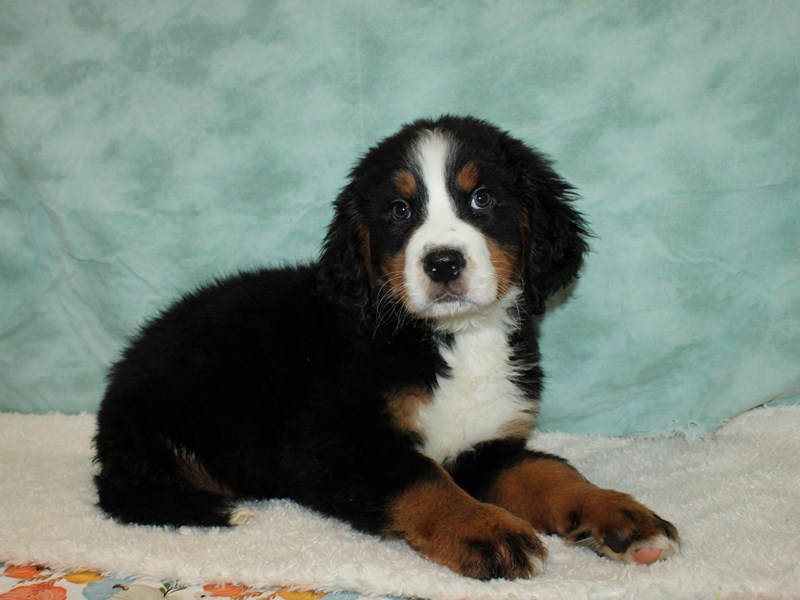 Bernese Mountain Dog-Male-Black and Rust-3859424-Petland Rome