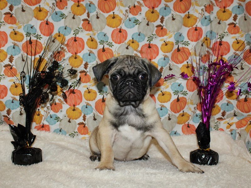 Pug Puppy Fawn ID20585 Located at Petland Rome,