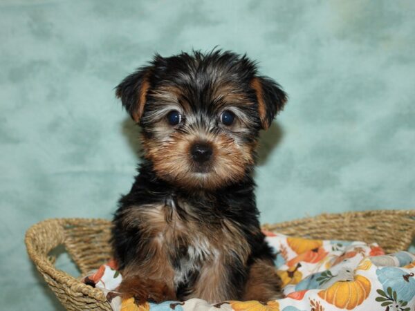 Yorkshire Terrier Dog Female Black and Tan 9571 Petland Rome, Georgia