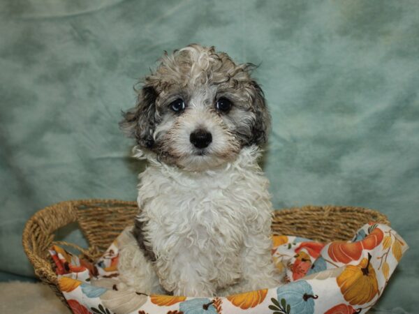 Havapoo Dog Female Blue Merle / White 9594 Petland Rome, Georgia