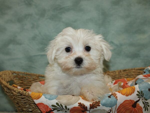 Maltese-Dog-Male-White-9592-Petland Rome, Georgia