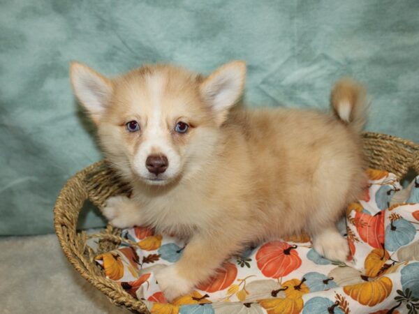 Pomsky-DOG-Female-Chocolate Merle-9573-Petland Rome, Georgia