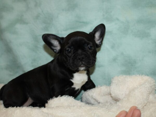 French Bulldog Dog Female Black 9578 Petland Rome, Georgia