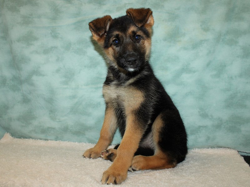 German Shepherd-Female-Black & Tan-3870795-Petland Rome
