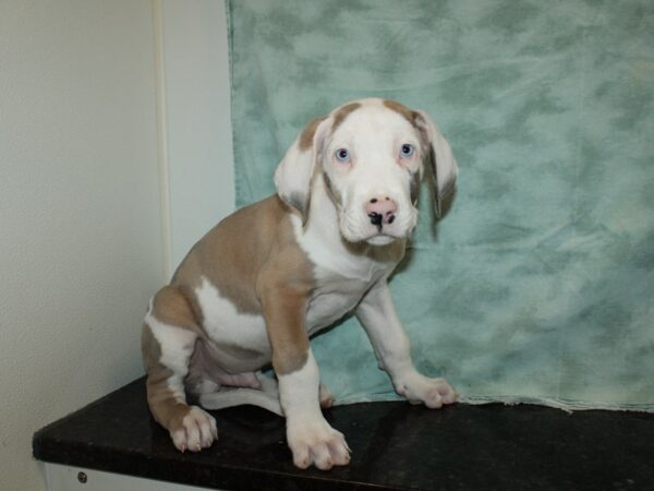 Great Dane Dog Male Chocolate 9580 Petland Rome, Georgia