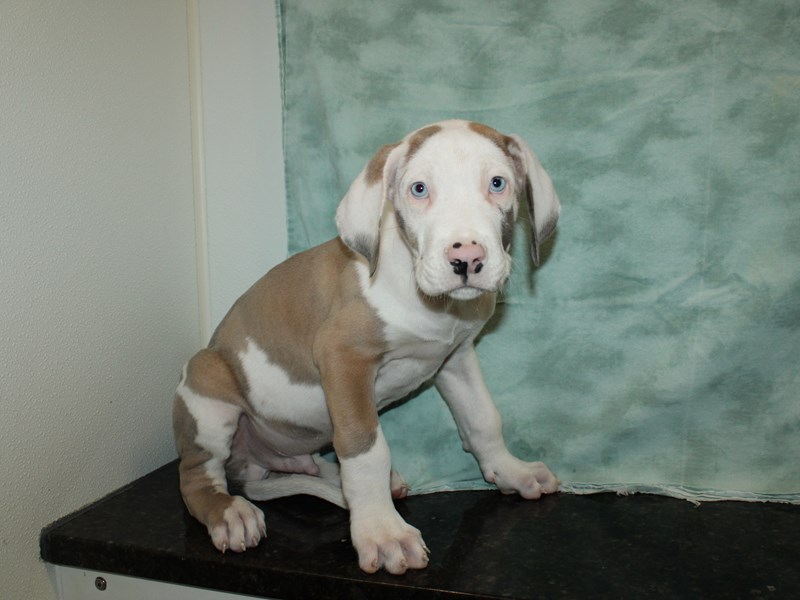 Great Dane-Male-Chocolate-3868854-Petland Rome