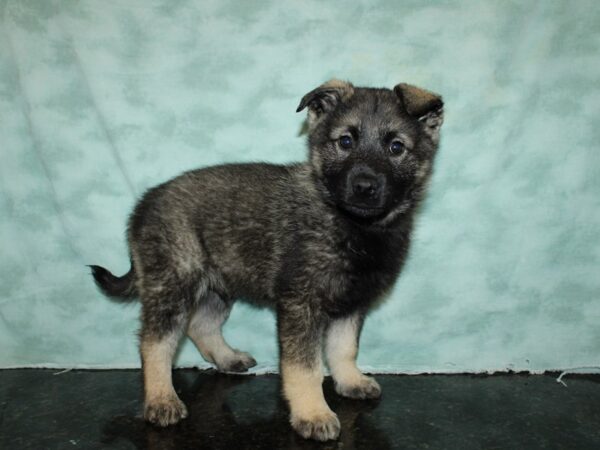 Norwegian Elkhound Dog Male Wolf Sable 9595 Petland Rome, Georgia