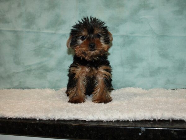 Yorkshire Terrier Dog Male Black & Tan 20636 Petland Rome, Georgia