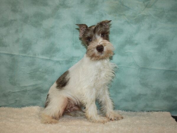 Miniature Schnauzer DOG Male Liver and White 20635 Petland Rome, Georgia