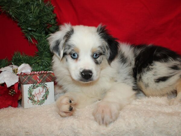 Miniature Australian Shepherd DOG Female Blue Merle White and Tan 20650 Petland Rome, Georgia