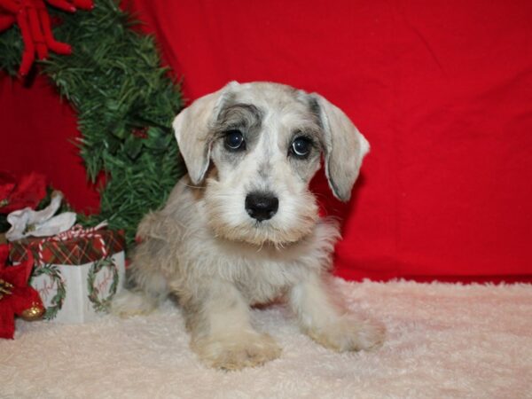 Schnoodle DOG Female Blue Merle 20660 Petland Rome, Georgia