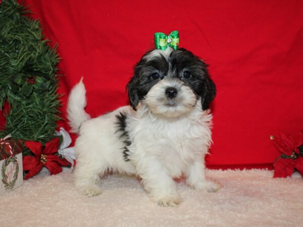 ShizaPoo DOG Female Tri-Colored 20658 Petland Rome, Georgia