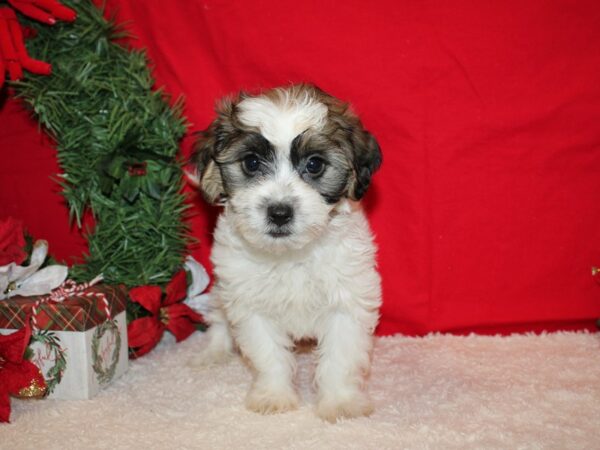 ShizaPoo Dog Male Tri-Colored 9584 Petland Rome, Georgia