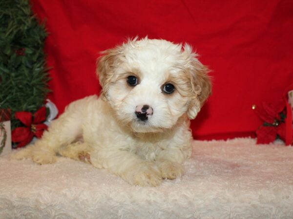 Cavachon-Dog-Male-Blenheim-9581-Petland Rome, Georgia