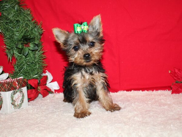 Yorkshire Terrier Dog Female Black & Tan 9589 Petland Rome, Georgia