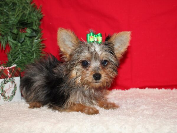 Yorkshire Terrier DOG Female Blue Merle & Tan 20656 Petland Rome, Georgia