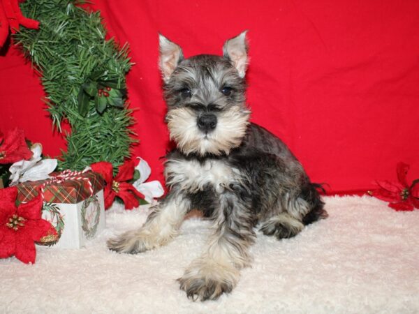 Miniature Schnauzer DOG Male Salt & Pepper 20653 Petland Rome, Georgia