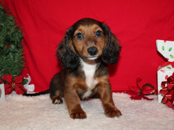 Dachshund Dog Male Red 9591 Petland Rome, Georgia