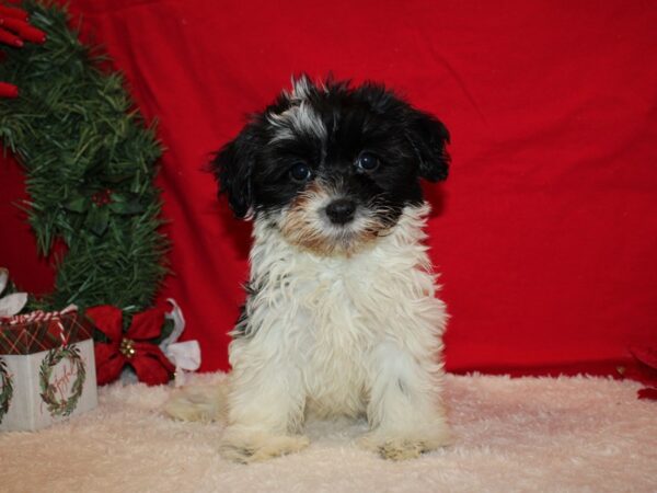 Havanese Dog Female Black and White 20647 Petland Rome, Georgia