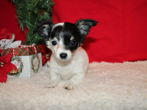 Chihuahua Dog Male Black and White 20643 Petland Rome, Georgia