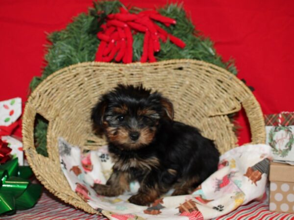 Yorkshire Terrier Dog Male Black and Tan 9602 Petland Rome, Georgia