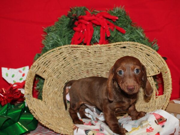 Dachshund Dog Male Chocolate 20689 Petland Rome, Georgia