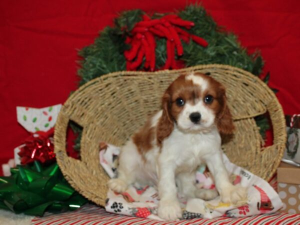 Cavalier King Charles Spaniel DOG Male Blenheim 9600 Petland Rome, Georgia