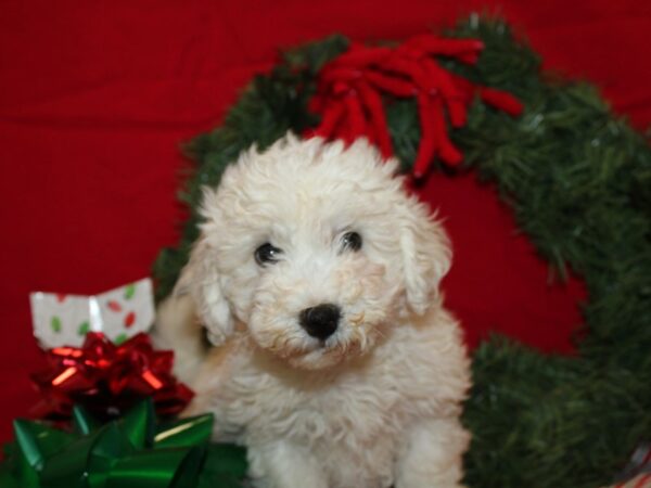 Bichon Frise-Dog-Female-White-9599-Petland Rome, Georgia