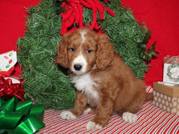 Miniature Bernedoodle DOG Female Red / White 20677 Petland Rome, Georgia