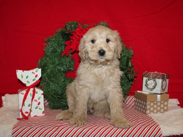 Miniature Goldendoodle-DOG-Male-Cream-20678-Petland Rome, Georgia