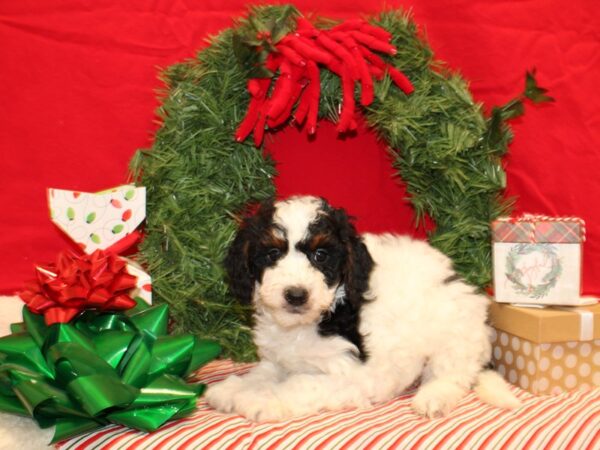 Bernedoodle Mini DOG Male Black White / Tan 9604 Petland Rome, Georgia