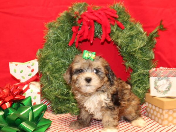 ShizaPoo-Dog-Male-Chocolate Merle-9607-Petland Rome, Georgia