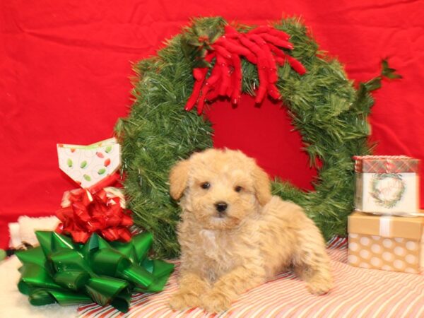 Goldendoodle Mini 2nd Gen Dog Female Cream 9605 Petland Rome, Georgia