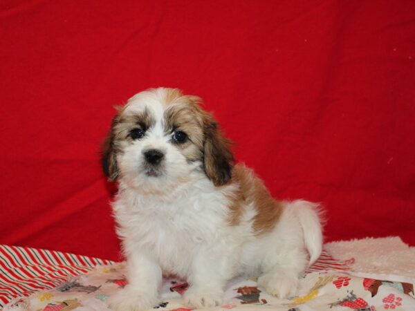 Shih Tzu Dog Female 20675 Petland Rome, Georgia