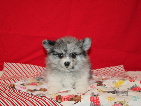 Pomeranian Dog Male Blue Merle 20687 Petland Rome, Georgia