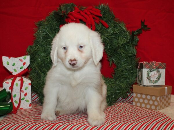 Miniature Australian Shepherd DOG Female Red Merle 9610 Petland Rome, Georgia